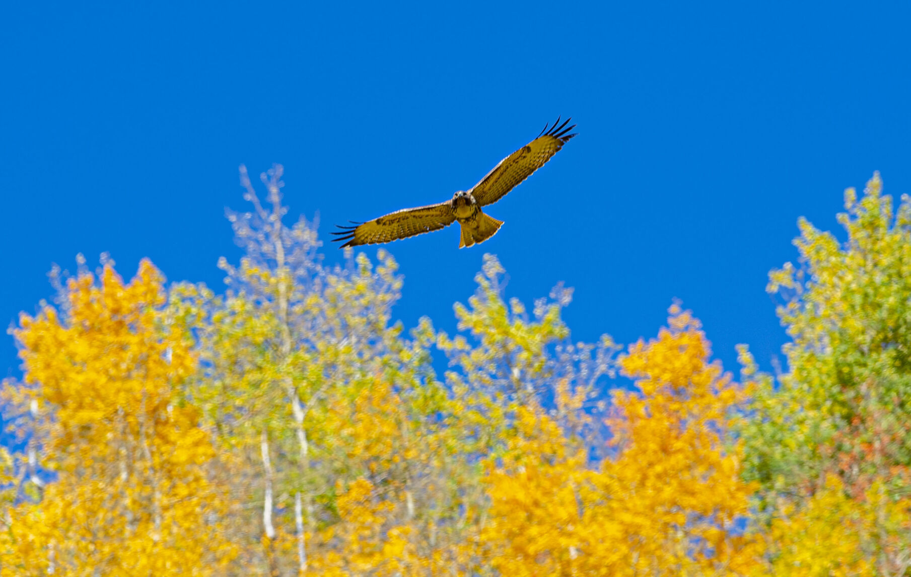 09_29_20 aspens0329.jpg